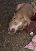 Cinco , a male American Pit Bull Terrier for sale in Durham, NC – Photo 2 of 8