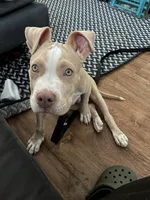 Cinco , a male American Pit Bull Terrier for sale in Durham, NC – Photo 5 of 8