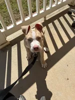 Cinco , a male American Pit Bull Terrier for sale in Durham, NC – Photo 7 of 8