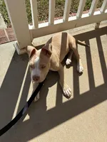 Cinco , a male American Pit Bull Terrier for sale in Durham, NC – Photo 8 of 8