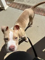 Cinco , a male American Pit Bull Terrier for sale in Durham, NC – Photo 6 of 8