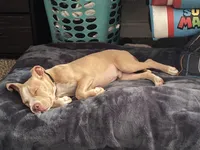 Cinco , a male American Pit Bull Terrier for sale in Durham, NC – Photo 1 of 8