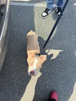 Cinco , a male American Pit Bull Terrier for sale in Durham, NC – Photo 3 of 8