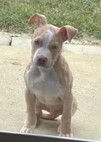 Cinco , a male American Pit Bull Terrier for sale in Durham, NC – Photo 4 of 8