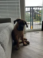Raiden , a female Boerboel for sale in Atlanta, GA – 6 of 6