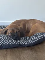 Raiden , a female Boerboel for sale in Atlanta, GA – 5 of 6