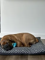 Raiden , a female Boerboel for sale in Atlanta, GA – 3 of 6