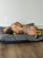 Raiden , a female Boerboel for sale in Atlanta, GA – 2 of 6