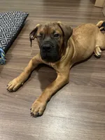 Raiden , a female Boerboel for sale in Atlanta, GA – 4 of 6