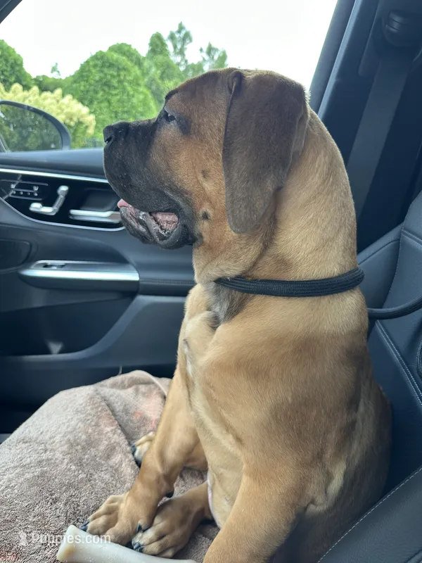 Raiden  – Boerboel puppy for sale in Atlanta, GA