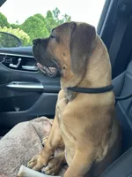 Raiden , a female Boerboel for sale in Atlanta, GA – 1 of 6
