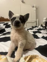 Oreo, a male Australian Cattle Dog and German Shepherd Dog for sale in Phoenix, AZ – Photo 2 of 3