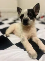 Oreo, a male Australian Cattle Dog and German Shepherd Dog for sale in Phoenix, AZ – Photo 1 of 3