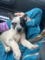 Oreo, a male Australian Cattle Dog and German Shepherd Dog for sale in Phoenix, AZ – Photo 3 of 3