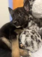 Ford, a male Australian Cattle Dog and German Shepherd Dog for sale in Phoenix, AZ – Photo 3 of 3