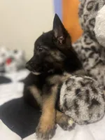 Ford, a male Australian Cattle Dog and German Shepherd Dog for sale in Phoenix, AZ – Photo 2 of 3