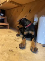 Rena, a female Doberman Pinscher for sale in Meeker, CO – 3 of 6