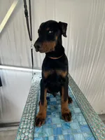 Sergeant , a male Doberman Pinscher for sale in Meeker, CO – 2 of 8