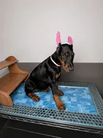 Naamah, a female Doberman Pinscher for sale in Meeker, CO – 3 of 5