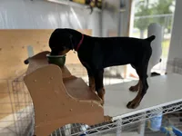 Rena, a female Doberman Pinscher for sale in Meeker, CO – 5 of 6