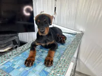 Sergeant , a male Doberman Pinscher for sale in Meeker, CO – 5 of 8