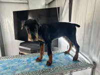 Sergeant , a male Doberman Pinscher for sale in Meeker, CO – 8 of 8