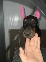 Naamah, a female Doberman Pinscher for sale in Meeker, CO – 4 of 5