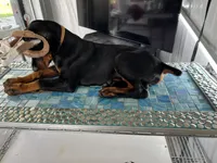Sergeant , a male Doberman Pinscher for sale in Meeker, CO – 3 of 8
