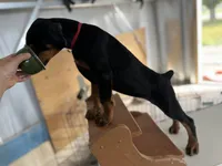 Rena, a female Doberman Pinscher for sale in Meeker, CO – 1 of 6