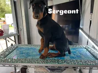 Sergeant , a male Doberman Pinscher for sale in Meeker, CO – 4 of 8