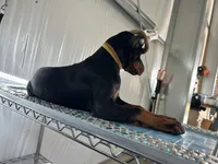Sergeant , a male Doberman Pinscher for sale in Meeker, CO – 7 of 8