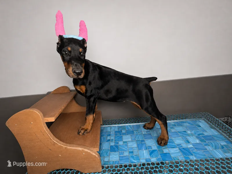 Naamah – Doberman Pinscher puppy for sale in Meeker, CO