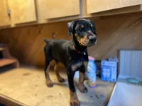 Rena, a female Doberman Pinscher for sale in Meeker, CO – 6 of 6