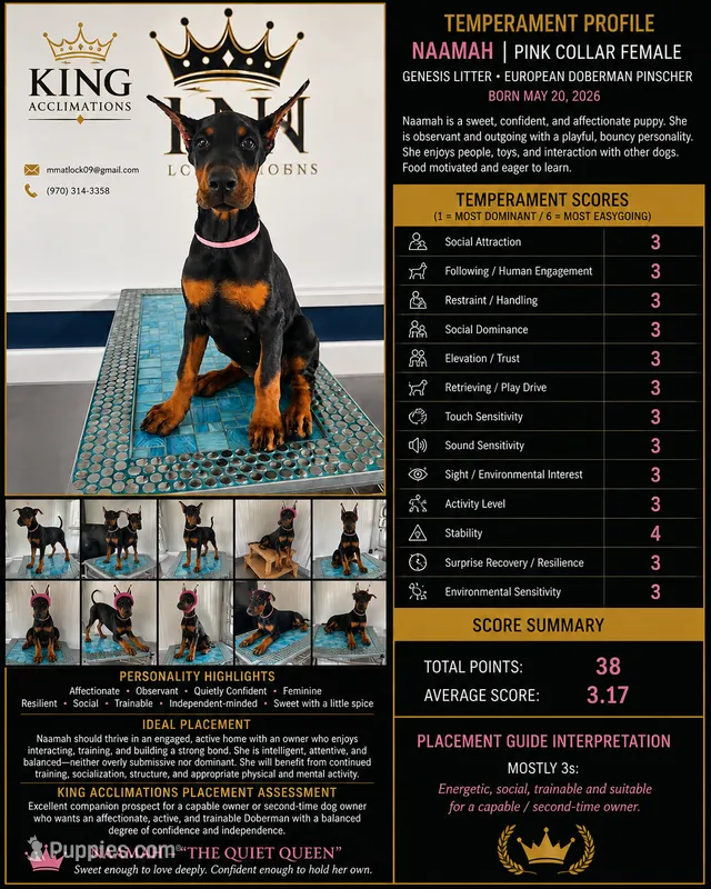 Naamah – Doberman Pinscher puppy for sale in Meeker, CO