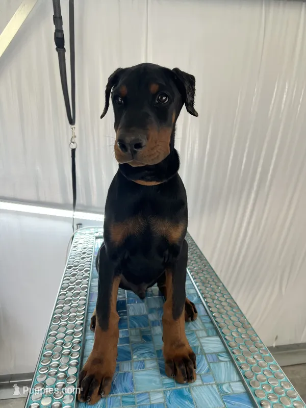 Sergeant  – Doberman Pinscher puppy for sale in Meeker, CO
