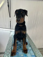Sergeant , a male Doberman Pinscher for sale in Meeker, CO – 1 of 8