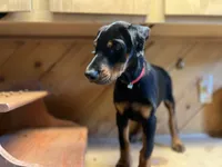 Rena, a female Doberman Pinscher for sale in Meeker, CO – 4 of 6