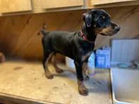 Rena, a female Doberman Pinscher for sale in Meeker, CO – 2 of 6