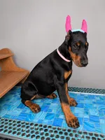 Naamah, a female Doberman Pinscher for sale in Meeker, CO – 2 of 5