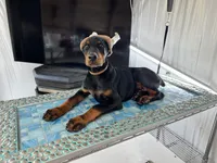 Sergeant , a male Doberman Pinscher for sale in Meeker, CO – 6 of 8