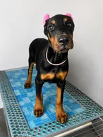 Naamah, a female Doberman Pinscher for sale in Meeker, CO – 5 of 5