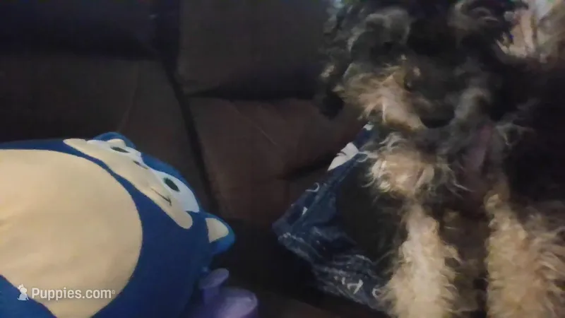 Muffin – Poodle - Toy  puppy for sale in Columbia City, IN