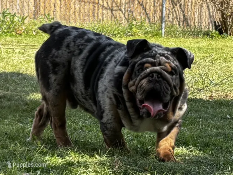 Dollar – English Bulldog puppy for sale in Egg Harbor City, NJ