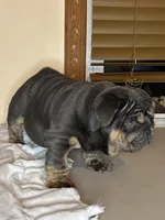 processed/6ef59d22-6c70-4f73-a738-cd00d20c0cc0/listing/01889298-ca98-4d9c-ac24-7a13c48b32ea/04028f80-1a27-4f14-8007-8c4fd614abdb