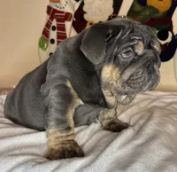 processed/6ef59d22-6c70-4f73-a738-cd00d20c0cc0/listing/01889298-ca98-4d9c-ac24-7a13c48b32ea/e7c9f6d7-9331-41fe-95b4-7aad3a032553