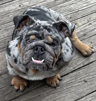 Dollar, a male English Bulldog for sale in Egg Harbor City, NJ – 4 of 8