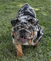 Dollar, a male English Bulldog for sale in Egg Harbor City, NJ – 3 of 5