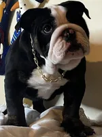 processed/6ef59d22-6c70-4f73-a738-cd00d20c0cc0/listing/57da2c9b-e067-495c-ab3a-8d6a87c4e2ec/4d4527a4-845e-4a60-aaf4-b0292be73de3