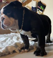 processed/6ef59d22-6c70-4f73-a738-cd00d20c0cc0/listing/57da2c9b-e067-495c-ab3a-8d6a87c4e2ec/74608b39-4b94-4b1d-b445-59a6cd917e53