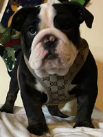 processed/6ef59d22-6c70-4f73-a738-cd00d20c0cc0/listing/57da2c9b-e067-495c-ab3a-8d6a87c4e2ec/ca0e7ad2-23e7-4496-b27c-a791cc16f39c